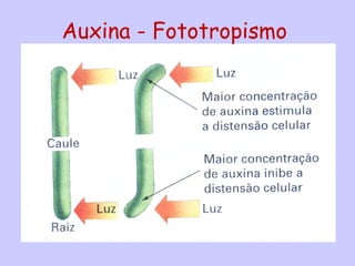 Auxina - Fototropismo
 