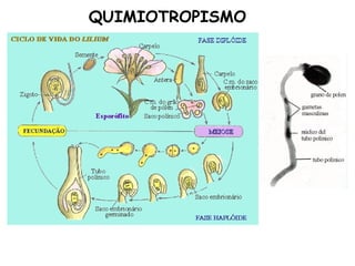 QUIMIOTROPISMO
 