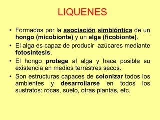 LIQUENES Formados por la  asociación   simbióntica  de un  hongo (micobionte)  y un  alga (ficobionte) . El alga es capaz de producir  azúcares mediante  fotosíntesis . El hongo  protege  al alga y hace posible su existencia en medios terrestres secos. Son estructuras capaces de  colonizar  todos los ambientes y  desarrollarse  en todos los sustratos: rocas, suelo, otras plantas, etc. 