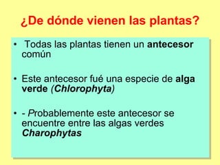 ¿De dónde vienen las plantas? Todas las plantas tienen un  antecesor  común Este antecesor fué una especie de  alga verde   ( Chlorophyta ) - P robablemente este antecesor se encuentre entre las algas verdes   Charophytas 