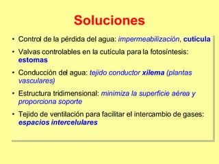 Soluciones Control de la pérdida del agua:  impermeabilización ,  cutícula Valvas controlables en la cutícula para la fotosíntesis:  estomas Conducción del agua:  tejido conductor  xilema   (plantas vasculares) Estructura tridimensional:  minimiza la superficie aérea y proporciona soporte Tejido de ventilación para facilitar el intercambio de gases:  espacios intercelulares 
