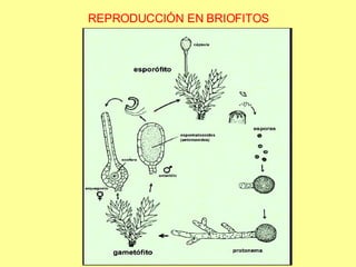 REPRODUCCIÓN EN BRIOFITOS 
