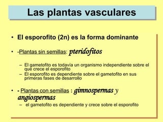 Las plantas vasculares El esporofito (2n) es la forma dominante - Plantas sin semillas :  pteridofitos El gametofito es todavía un organismo independiente sobre el que crece el esporofito El esporofito es dependiente sobre el gametofito en sus primeras fases de desarrollo -  Plantas con semillas  :  gimnospermas  y  angiospermas el gametofito es dependiente y crece sobre el esporofito 