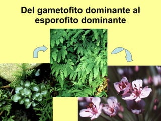 Del gametofito dominante al esporofito dominante 