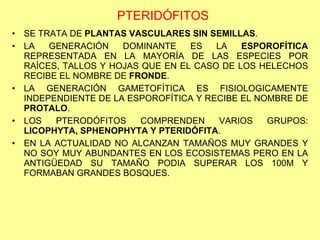 PTERIDÓFITOS SE TRATA DE  PLANTAS VASCULARES SIN SEMILLAS . LA GENERACIÓN DOMINANTE ES LA  ESPOROFÍTICA  REPRESENTADA EN LA MAYORÍA DE LAS ESPECIES POR RAÍCES, TALLOS Y HOJAS QUE EN EL CASO DE LOS HELECHOS RECIBE EL NOMBRE DE  FRONDE . LA GENERACIÓN GAMETOFÍTICA ES FISIOLOGICAMENTE INDEPENDIENTE DE LA ESPOROFÍTICA Y RECIBE EL NOMBRE DE  PROTALO . LOS PTERODÓFITOS COMPRENDEN VARIOS GRUPOS:  LICOPHYTA, SPHENOPHYTA Y PTERIDÓFITA . EN LA ACTUALIDAD NO ALCANZAN TAMAÑOS MUY GRANDES Y NO SOY MUY ABUNDANTES EN LOS ECOSISTEMAS PERO EN LA ANTIGÜEDAD SU TAMAÑO PODIA SUPERAR LOS 100M Y FORMABAN GRANDES BOSQUES. 