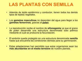 LAS PLANTAS CON SEMILLA Además de tejido epidérmico y conductor, tienen todos los demás tipos de tejidos vegetales. Los  gametos masculinos  no dependen del agua para llegar a los  gametos femeninos , gracias al  polen . La reproducción recibe el nombre de  sifonogamia  ya que el grano de polen desarrolla una estructura denominada tubo polinico mediante el cual se producira la fecundación. El embrión queda protegido en una estructura denominada  semilla  hasta que encuentra las condiciones idóneas para su germinación. Estas adaptaciones han permitido que estos organismos sean los  más abundantes   en el medio terrestre  de nuestro planeta. 