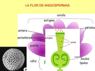 LA FLOR DE ANGIOSPERMAS 