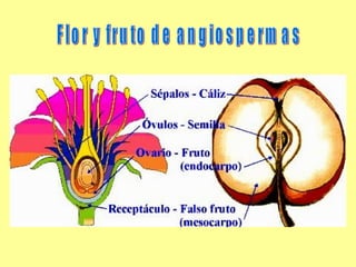 Flor y fruto de angiospermas 