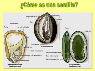 ¿Cómo es una semilla? 