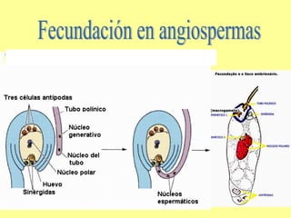 Fecundación en angiospermas 