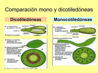 Comparación mono y dicotiledóneas Dicotiledóneas Monocotiledóneas 