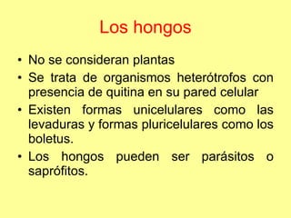 Los hongos No se consideran plantas Se trata de organismos heterótrofos con presencia de quitina en su pared celular Existen formas unicelulares como las levaduras y formas pluricelulares como los boletus. Los hongos pueden ser parásitos o saprófitos. 