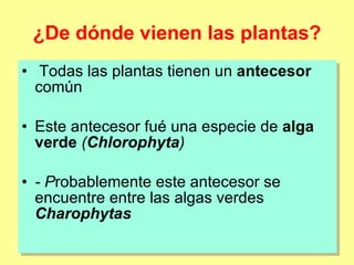 ¿De dónde vienen las plantas? <ul><li>Todas las plantas tienen un  antecesor  común </li></ul><ul><li>Este antecesor fué u...