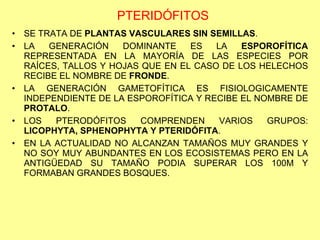 PTERIDÓFITOS <ul><li>SE TRATA DE  PLANTAS VASCULARES SIN SEMILLAS . </li></ul><ul><li>LA GENERACIÓN DOMINANTE ES LA  ESPOR...
