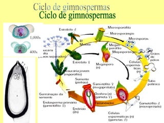 Ciclo de gimnospermas 