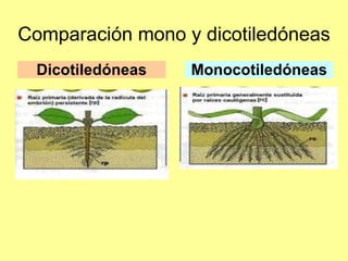Comparación mono y dicotiledóneas <ul><li>Dicotiledóneas </li></ul>Monocotiledóneas 