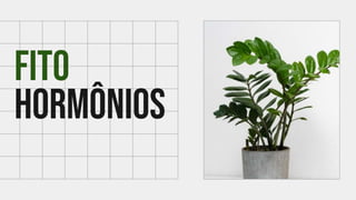 FITO
hORMÔNIOS
 