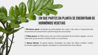 1. Meristema apical: Localizado nas extremidades dos caules e das raízes, é responsável pelo
crescimento em comprimento e pela formação de novos tecidos.
2. Folhas jovens: As folhas jovens são uma fonte importante de hormônios vegetais, como as
citocininas, que promovem a divisão celular e o crescimento.
3. Gemas laterais: As gemas laterais, localizadas nas axilas das folhas, também contêm
hormônios vegetais que regulam a brotação e o crescimento dos ramos laterais.
Em que partes da planta se encontramos
hormônios vegetais
 