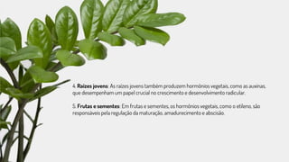 4. Raízes jovens: As raízes jovens também produzem hormônios vegetais, como as auxinas,
que desempenham um papel crucial no crescimento e desenvolvimento radicular.
5. Frutas e sementes: Em frutas e sementes, os hormônios vegetais, como o etileno, são
responsáveis pela regulação da maturação, amadurecimento e abscisão.
 