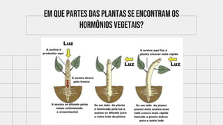 Em que partes das plantas se encontram os
hormônios vegetais?
 