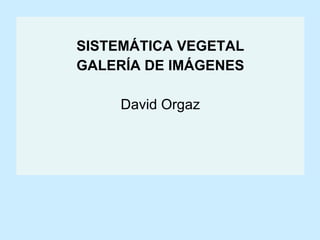SISTEMÁTICA VEGETAL GALERÍA DE IMÁGENES David Orgaz 