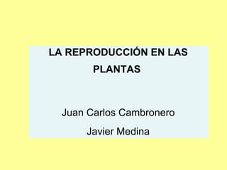 LA REPRODUCCIÓN EN LAS PLANTAS   Juan Carlos Cambronero Javier Medina 
