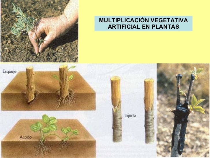 Resultado de imagen para multiplicacion vegetativa artificial
