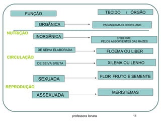 professora Ionara 11
TECIDO / ÓRGÃOFUNÇÃO
NUTRIÇÃO
INORGÂNICA
ORGÂNICA PARêNQUIMA CLOROFILIANO
EPIDERME,
PÊLOS ABSORVENTES DAS RAÍZES
CIRCULAÇÃO
DE SEIVA BRUTA
DE SEIVA ELABORADA
FLOEMA OU LIBER
XILEMA OU LENHO
SEXUADA
REPRODUÇÃO
ASSEXUADA
FLOR FRUTO E SEMENTE
MERISTEMAS
 