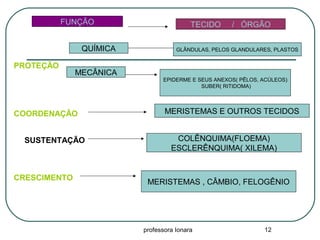 professora Ionara 12
TECIDO / ÓRGÃOFUNÇÃO
PROTEÇÃO
MECÂNICA
QUÍMICA GLÂNDULAS, PELOS GLANDULARES, PLASTOS
EPIDERME E SEUS ANEXOS( PÊLOS, ACÚLEOS)
SUBER( RITIDOMA)
COORDENAÇÃO MERISTEMAS E OUTROS TECIDOS
SUSTENTAÇÃO COLÊNQUIMA(FLOEMA)
ESCLERÊNQUIMA( XILEMA)
CRESCIMENTO
MERISTEMAS , CÂMBIO, FELOGÊNIO
 