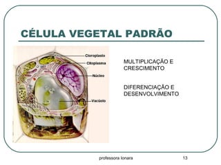 professora Ionara 13
CÉLULA VEGETAL PADRÃO
DIFERENCIAÇÃO E
DESENVOLVIMENTO
MULTIPLICAÇÃO E
CRESCIMENTO
 