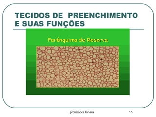 professora Ionara 15
TECIDOS DE PREENCHIMENTO
E SUAS FUNÇÕES
 
