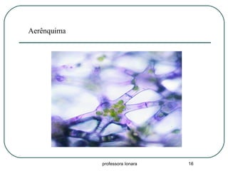 professora Ionara 16
Aerênquima
 