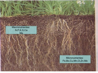 professora Ionara 17
Macronutrientes:
N,P,K,S,Ca
Mg
Micronutrientes:
Fe,Bo,Cu,Mn,Cl,Zn,Mo
 