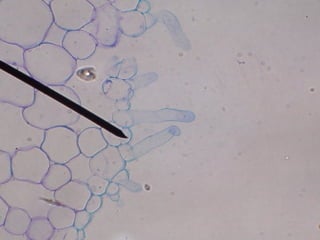 professora Ionara 18
 