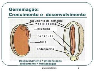 Germinação:
Crescimento e desenvolvimento
professora Ionara 2
Desenvolvimento = diferenciação
crescimento = multiplicação
 