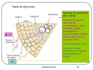 professora Ionara 20
Absorção de seiva bruta
até o xilema
Presença de água e
diferença de
concentração a favor
da célula vegetal
empregando o
transporte ativo, ficando
retidos pela estria de
Caspary( Via A)
Osmose/difusão (via B)
Os sais e a água
atravessam as células ,
transportados por
difusão
A
B
Trajeto da seiva bruta :
 