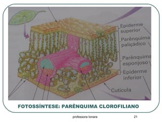 professora Ionara 21
FOTOSSÍNTESE: PARÊNQUIMA CLOROFILIANO
 