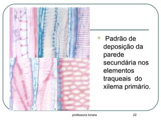professora Ionara 22
 Padrão de
deposição da
parede
secundária nos
elementos
traqueais do
xilema primário.
 