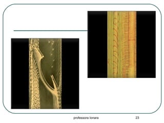 professora Ionara 23
 