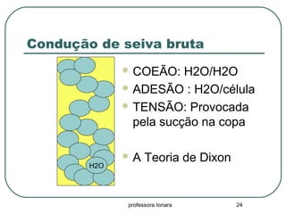 professora Ionara 24
Condução de seiva bruta
 COEÃO: H2O/H2O
 ADESÃO : H2O/célula
 TENSÃO: Provocada
pela sucção na copa
 A Teoria de Dixon
H2O
 