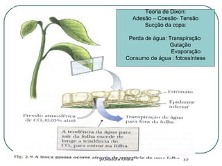professora Ionara 25
Teoria de Dixon:
Adesão – Coesão- Tensão
Sucção da copa:
Perda de água: Transpiração
Gutação
Evaporação
Consumo de água : fotossíntese
 