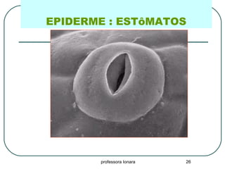 professora Ionara 26
EPIDERME : ESTôMATOS
 