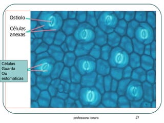 professora Ionara 27
Células
Guarda
Ou
estomáticas
 