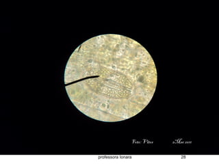 professora Ionara 28
Foto: Vitor 2Mec 2011
 