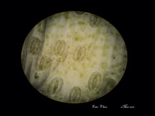 professora Ionara 29
Foto: Vitor 2Mec 2011
 