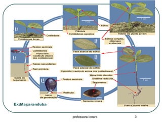 Ex:Maçaranduba
professora Ionara 3
 