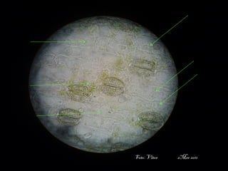 professora Ionara 30
Foto: Vitor 2Mec 2011
 