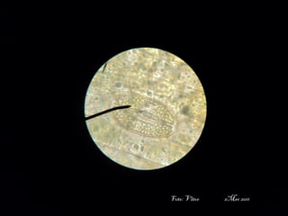 professora Ionara 31
Foto: Vitor 2Mec 2011
 