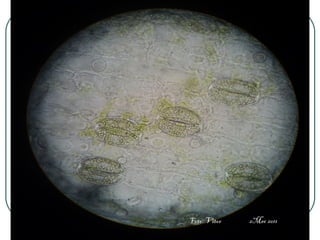 .
professora Ionara 32
Foto: Vitor 2Mec 2011
 