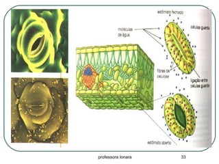 professora Ionara 33
 